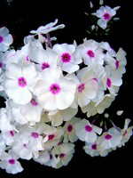 Phlox maculata 'Omega' AGM 