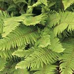 Polystichum setiferum 'Herrenhausen' 