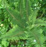 2. Ferns that will tolerate dry shade