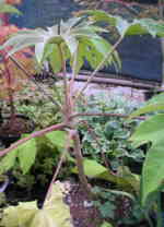 Tetropanax papyrifera 'Rex'