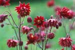 Aquilegia vulgaris 'Ruby Port'