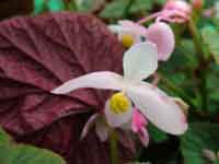 Begonia grandis 'Red Undies'