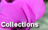 Plant Collections