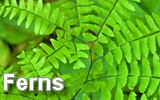 Ferns