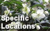 Plants for specific locations