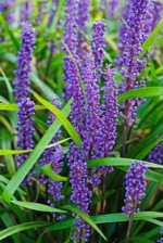 Liriope muscari 'Big Blue'