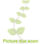 6 x Flowering Perennials for Dry Shade